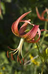 Turk's cap lily